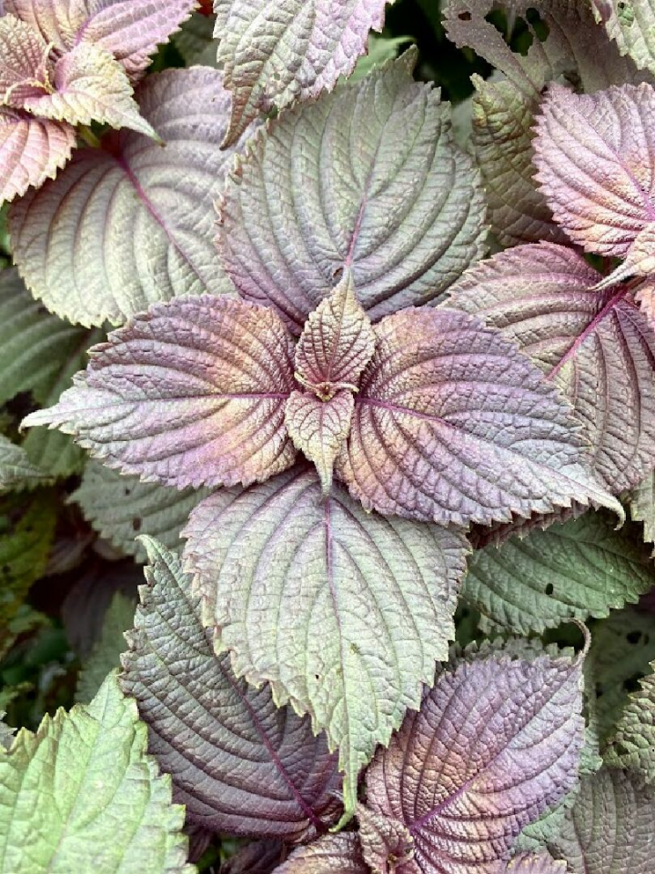 紫蘇可利用頂芽進行扦插繁殖，但扦插需於適合時機或設備，繁殖倍率較種子繁殖倍率小，擴增速度較慢