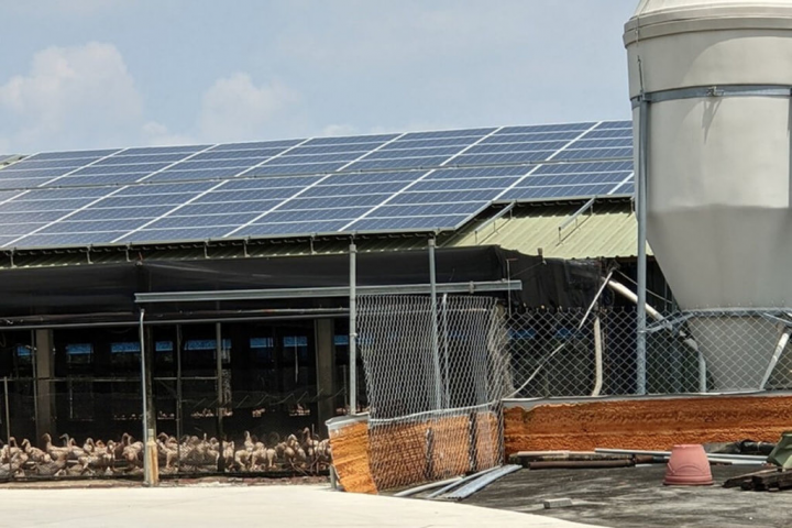 台南市政府推廣畜牧場設置附屬綠能設施，善用屋頂上方空間設置可有效遮陽降溫，提高飼養成效。（台南市農業局提供）