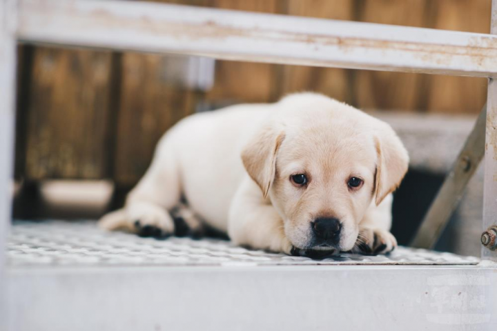 國防部將依關務署合作協議，視年度飼育狀況，辦理犬隻增補作業