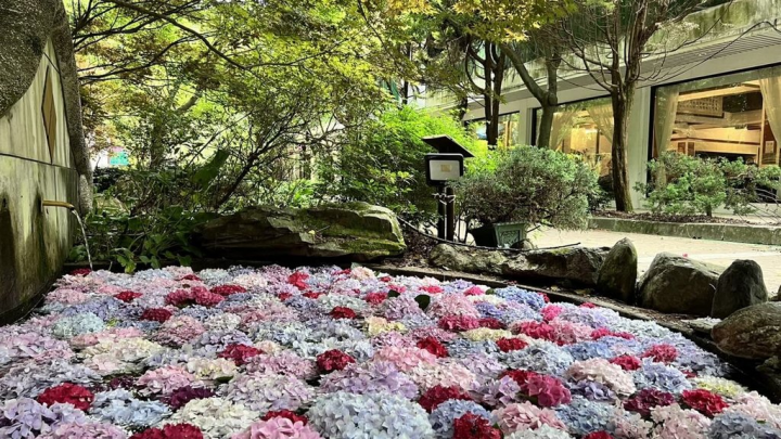武陵農場的繡球花季開跑，農場將繡球花放入水池內，宛如日本「花手水」，吸引民眾前往拍照。（武陵農場提供）