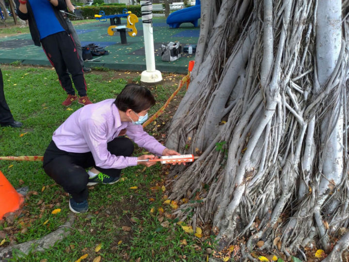 高雄市三民區德北公園一棵老榕樹民國108年染上褐根病，為使老榕樹健康生長，避免病情惡化，高雄市政府工務局養護工程處請來專業樹木醫師，5月中再度進行治療。（高雄市工務局養工處提供）
