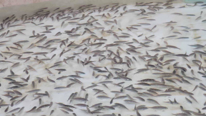 農業委員會水產試驗所首度繁殖成功俗稱黑口的「黑䱛」，8日在湖西等海域放流500尾，並在馬公等海域放流嘉鱲魚苗3萬9500尾，以行動來為海洋資源復育盡一分心力。（水試所澎湖海洋中心提供）