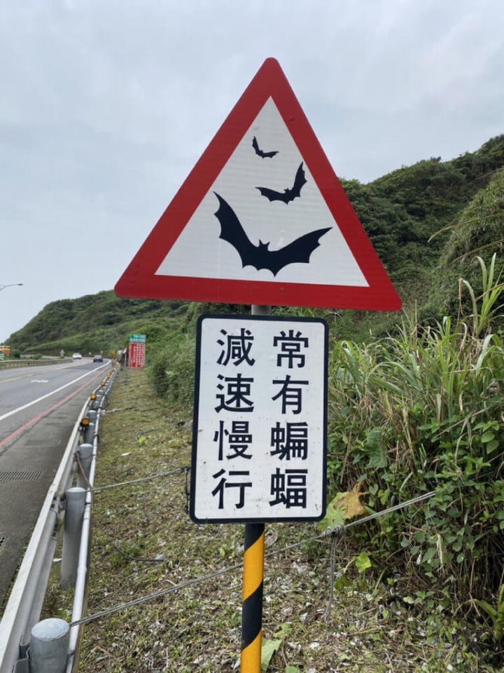 新北市瑞芳蝙蝠洞外正是小蝙蝠學飛時節，新北市動保處及公路總局呼籲行車降速，防止路殺意外。（新北動保處提供）
