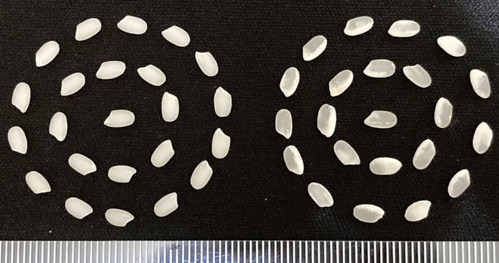 農委會台中區農業改良場27日發布費時9年育成的新水稻「台中200號」（左），其直鏈澱粉含量低，較「台稉9號」（右）穩定，白堊質也較少，外觀品質良好。（台中區農改場提供）