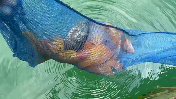 紅魔鬼魚（橘紅色魚身）生存在日月潭10多年，早年是迫害當地生態主要魚種，吃掉許多潭蝦，但肉質鮮嫩好吃、價格高。不過110年大旱導致日月潭水位大降，紅魔鬼魚無處可躲，遭魚虎攻擊，今年族群數量降低許多。（日月潭一等高提供）