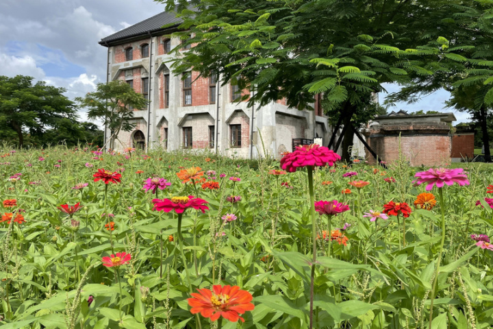 台南山上花園水道博物館種植面積近2公頃的百日 草，近日進入花期，搭配園區古蹟建築呈現美景。 （台南市文化局提供）