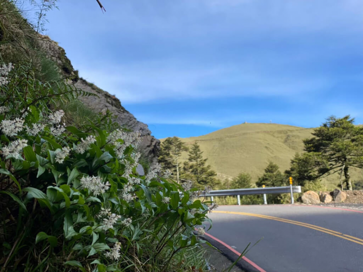 合歡山夏季可說百花齊放，省道台14甲線指標24至32公里處，沿線山壁或邊坡路側可欣賞高山百合及多種高山植物。圖為台灣鹿藥。（公路總局提供）