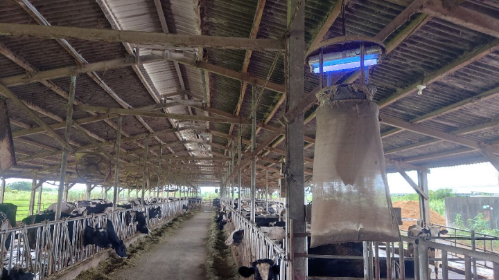 牛舍內應吊掛捕蚊燈