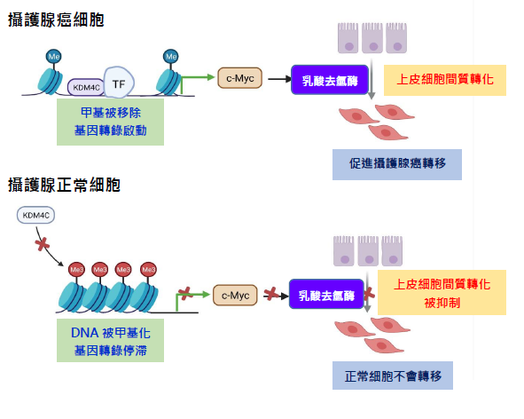 國衛院發現抑制癌症轉移新標的 抑制KDM4C可調節糖解作用抑制癌細胞轉移
