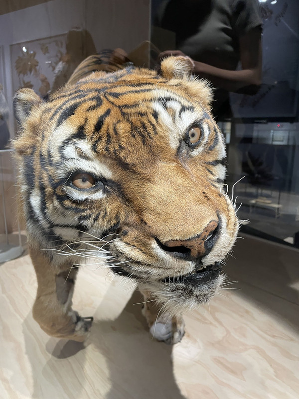 台灣科學教育館歷經5年規劃更新「生物多樣性常設展廳」，29日正式開幕，展出約1700件標本和展品，其中孟加拉虎標本「新二」頗受矚目，牠的一生見證了人類的貪婪。（科教館提供）