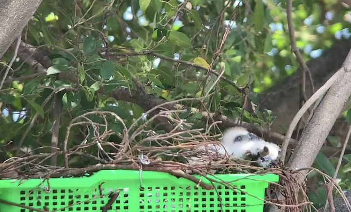 高雄市野鳥學會志工6日前往觀察先前雛鳥被修樹工人抓走後重新送回團圓的鳳頭蒼鷹一家，發現因現場持續施工，擔心影響雛鳥成長，盼施工單位暫時停工，等寶寶離巢後再繼續；目前市府文化局已協調調整施工工序。圖為志工拍下雛鳥窩在巢裡伸展、打瞌睡的模樣。（高雄鳥會猛禽志工林經國提供）
