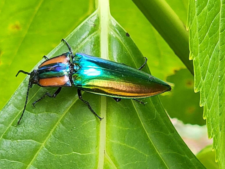有森林中活寶石美譽的虹彩叩頭蟲台灣特有種，是台灣公告的二級保育類昆蟲，成蟲在每年6到8月間可以在武陵農場發現身影。（武陵農場提供）