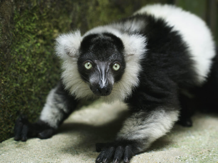 北市動物園25日指出，白頸狐猴寶寶「依伍」已近4個月大，學會自行採食後體重迅速增加，正在學習步入群體生活。（動物園提供） 