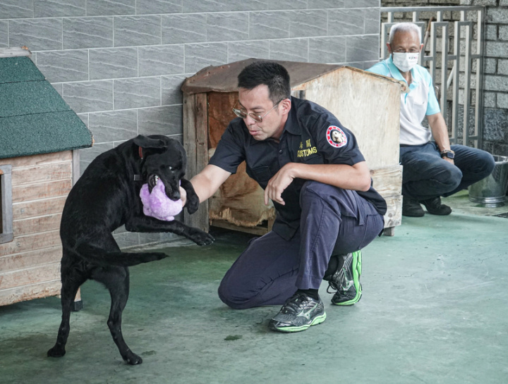 財政部關務署旗下的海關緝毒犬培訓中心人員張哲培，與狗狗Wiki拔河。