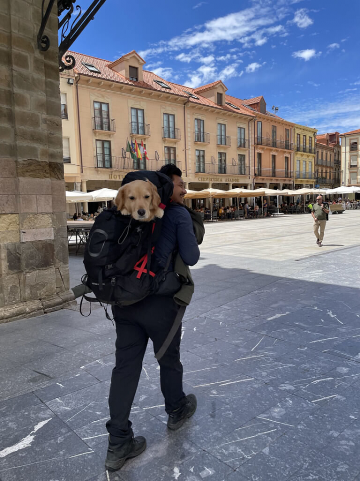 來自台灣的黃金獵犬Money在朝聖路上走累了，被主人一把背在身後，繼續上路。（Burger Han提供）