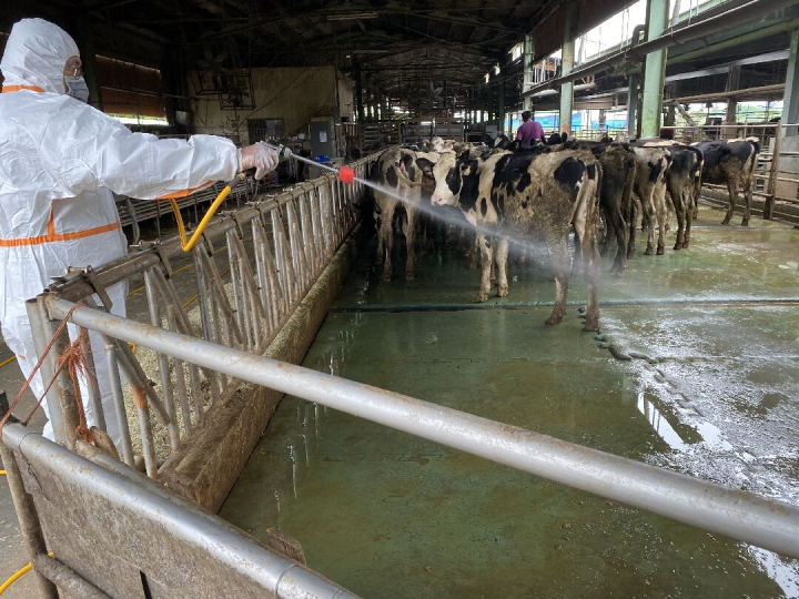 動保處協助養牛場場內消毒