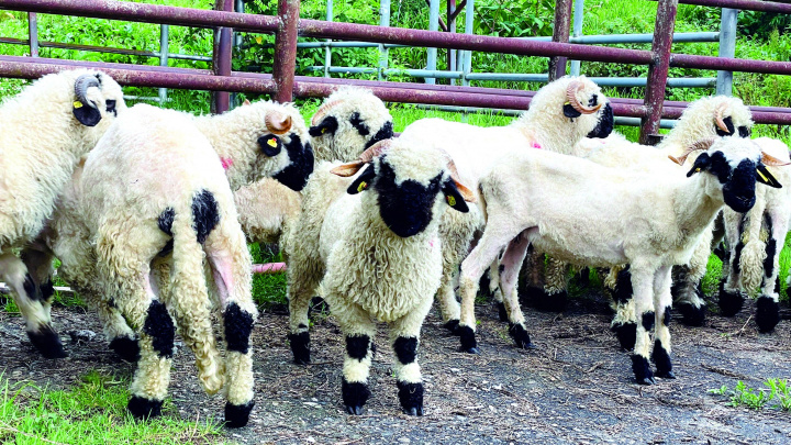 清境農場新引進的笑笑羊（瓦萊黑鼻羊），將於七月下旬和遊客見面。（圖／清境農場）