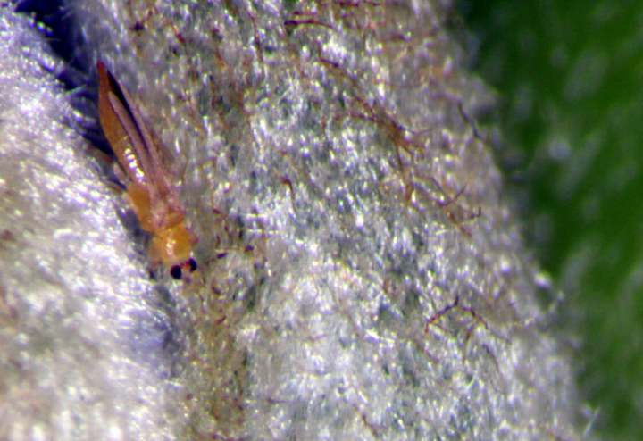 高溫乾燥是薊馬好發季節，農委會台東區農業改良場呼籲農友，注意鳳梨釋迦的薊馬防治，減少損失。（台東農改場提供）