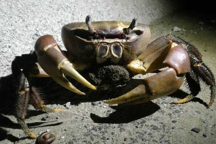 台南市鹽水溪下游感潮帶岸邊每年6月至11月為凶狠圓軸蟹繁殖季，抱卵母蟹會從陸域棲地前往水域釋幼。（台南市農業局提供）