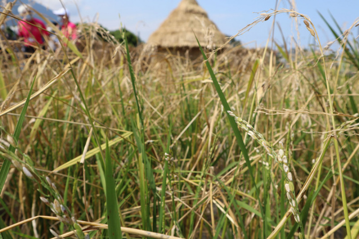 花蓮縣吉安鄉日治時期被稱為吉野，當時有日人改良選育出接近故鄉風味的米，更進貢給日本天皇，從此被命名為「吉野1號」，其特色為植株高、分櫱少、稻稈軟，歷經逾百年，時至今日仍有農民在田裡實際耕種著。