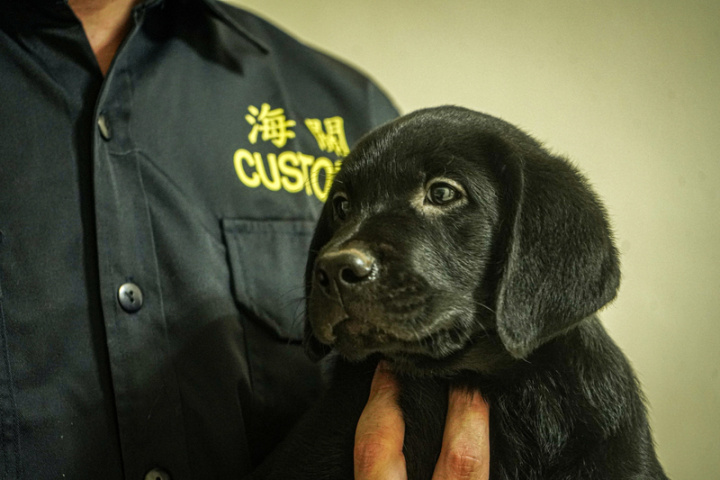財政部關務署旗下的海關緝毒犬培訓中心，5月下旬迎來一批拉布拉多幼犬。海關緝毒犬培訓中心稽核劉政忠指出，根據過往經驗和國外研究，比起其他毛色犬隻，黑色狗狗訓成率確實略勝一籌。