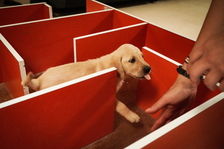 財政部關務署旗下的海關緝毒犬中心幼犬，在培育人員引導下，穿梭在迷宮設施。