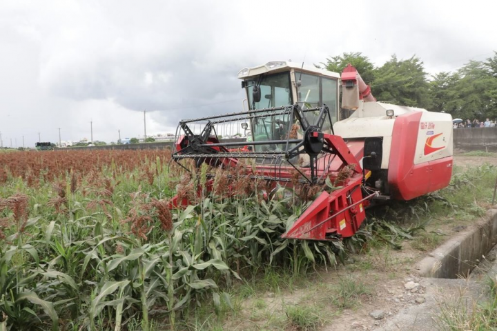配合建立金門酒廠釀酒高粱供應鏈，台南市鹽水區參加契作新品種「台南8號」高粱計畫，雜糧機械耕作隊16日成立，同時進行機械採收示範。（台南市政府提供）