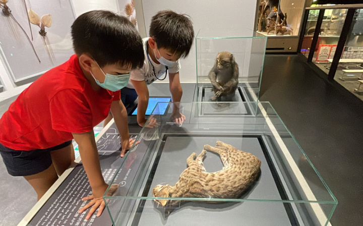 台灣科學教育館歷經5年規劃更新「生物多樣性常設展廳」，29日正式開幕，展出野生動物遭「路殺」的情景模擬與通報系統等，吸引小朋友目光。（科教館提供）