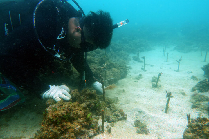 海洋保育署在澎湖進行海域珊瑚移植復育，透過珊瑚監測、與民間團體合作等方式，並草擬珊瑚保育計畫，結合中央及地方政府、學術單位與民間力量，實踐海洋保育行動。（海保署提供）
