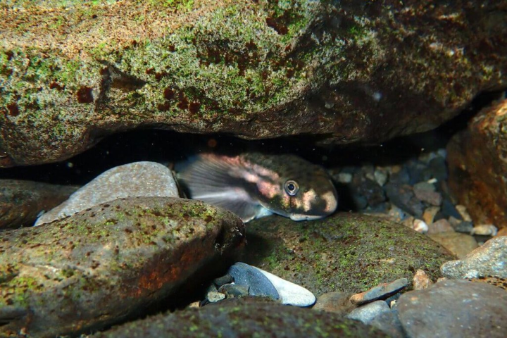 宜蘭縣蘭陽溪的重要指標生物，日本禿頭鯊（圖）是河海洄游魚種，羅東林管處擬以蘭陽溪及和平溪主支流生態廊道暢通為目標，將部分匯流口調整，提供洄游魚類生態棲地。（羅東林區管理處提供）