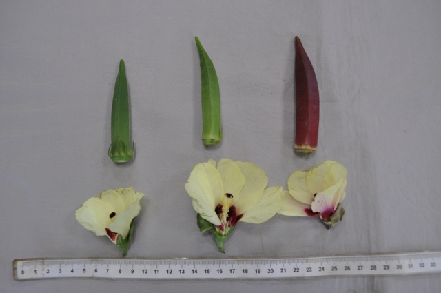 不同果色與其花朵外觀