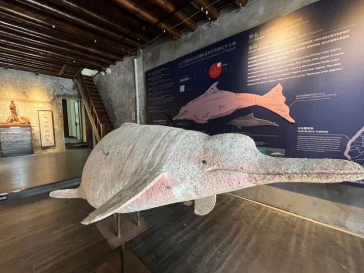 白海豚媽祖宮搬遷後，7日以全新面貌帶領民眾認識珍貴特有種台灣白海豚，新場館也保留鹿港百年老屋樣貌。（台灣媽祖魚保育聯盟提供）