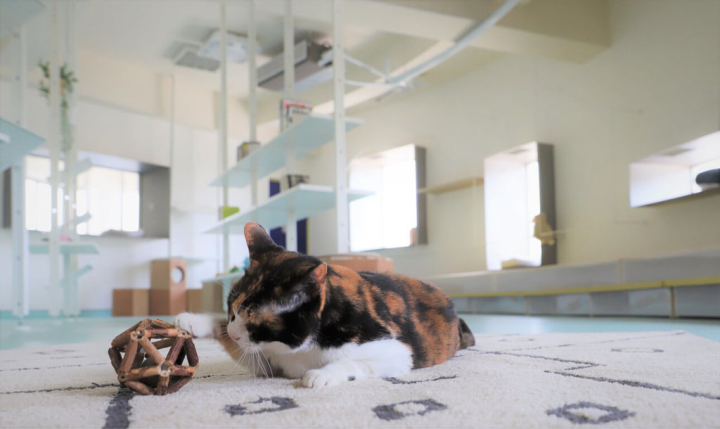 轉型為動保教育場所後，台中市動物之家后里園區具親子遊憩、親近及友善動物等功能，不僅大貓屋內貓兒動物福利提升，也讓民眾更願意親近園區，接近、認養犬貓。（台中市動物保護防疫處提供）