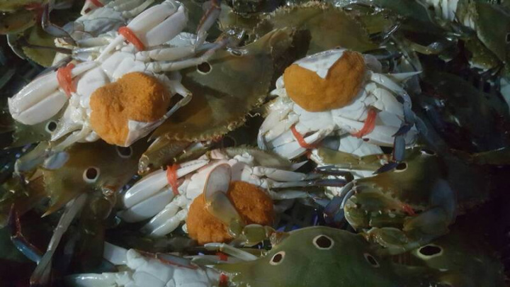 為維護海洋漁業資源永續發展，漁業署公告開花母蟹等蟳蟹類，1日起至12月底期間一律禁捕，漁船或漁民誤捕，不論死活應立即放回大海，不得攜帶入港或持有，也不得販售，否則依法裁處。