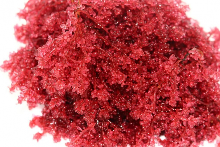 農委會水產試驗所最新紅藻研究發現，紅葡萄藻含有類蕈孢素胺基酸、植物鞘氨醇等成分，可以阻止黑色素細胞堆積，並加速已生成堆積的黑色素細胞的代謝，可作為開發肌膚保養品使用。（水試所提供）