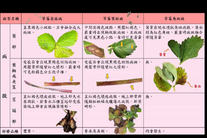 草莓苗圃常見病害比較圖