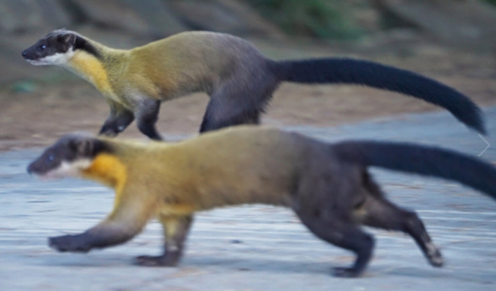 有「黃色閃電」美譽的台灣保育動物黃喉貂常常是2、3隻一起行動，公貂們組成的「少男團體」，會發出信號相約玩耍、圍捕體型大上幾倍的山羌。（東森提供）