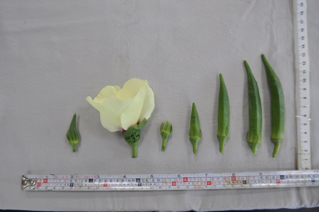 秋葵果實發育過程 