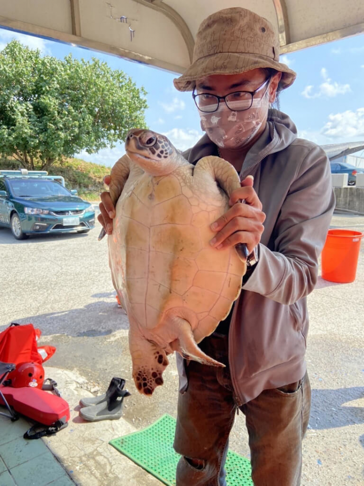 海巡署中部分署第四岸巡隊11日在東石漁港內發現一隻背甲長約33.5公分保育類綠蠵龜，無明顯外傷且生命跡象良好，已完成野放作業，讓這隻迷途綠蠵龜重回大海懷抱。（海巡署提供）