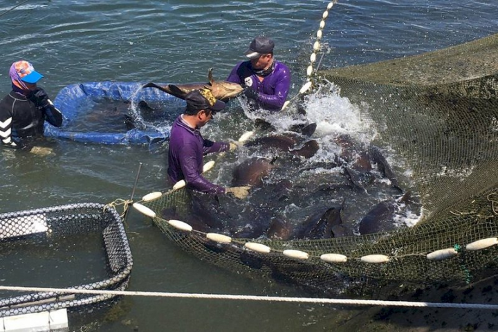 台南市政府3日公告石斑魚調節補助措施，將補助合格水產加工業者保價收購或漁民每公斤新台幣30元。圖為漁民在養殖池工作情形。（台南市農業局提供）