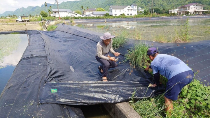 今年有「凌波仙子」水雉在高雄美濃湖附近的野蓮田裡築巢，卻發生有小水雉到隔壁田區覓食的途中落入灌溉溝渠，野蓮農李金洲親自為小水雉蓋一座橋，用黑色網布幫溝渠「加蓋」，避免小水雉再落入。（美濃湖水雉棲地志工提供）