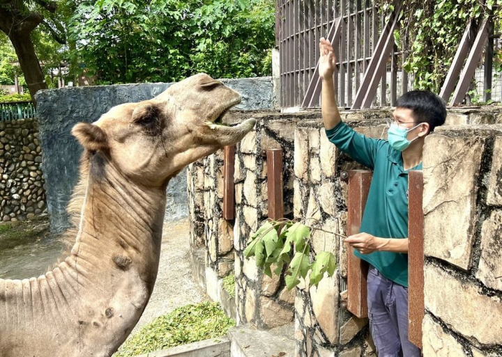 高雄壽山動物園保育員蔡昇翰與單峰駱駝「強強」互動密切，會親手餵食強強。（壽山動物園提供）