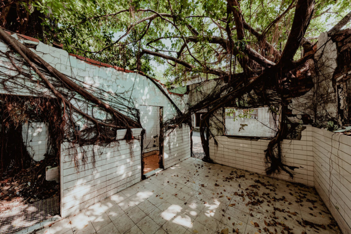 高雄岡山空軍眷村「醒村」藉電視劇「一把青」進入大眾眼簾，高雄市政府爭取修復經費，打造空軍文化園區，是繼台南安平樹屋後，台灣第2座自然形成樹屋的建築。（高雄市政府提供）