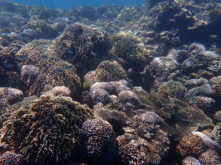 海洋保育署與海生館合作針對台灣本島及離島等共計30個地點進行珊瑚監測調查，發現東部基翬淺區較多珊瑚輕度白化。（海保署提供）