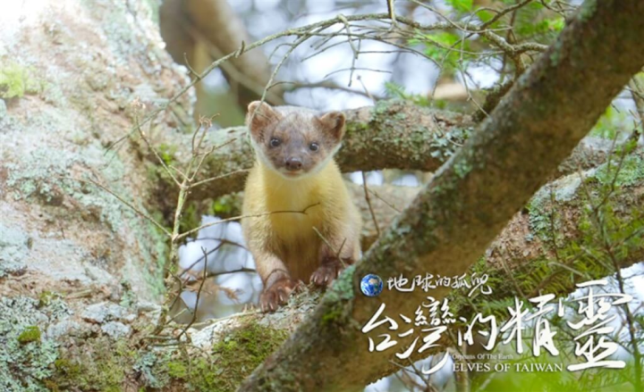 三級保育動物黃喉貂主要分布在海拔3000多公尺的玉山群峰，移動速度又快，野生黃喉貂很難拍到，因此有了「黃色閃電」的稱號。（東森提供）