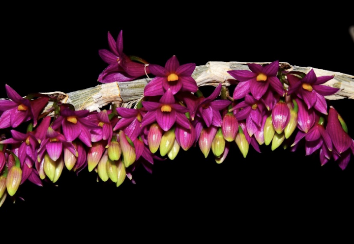  紅花石斛於2007年在東京蘭展贏得冠軍後，在蘭嶼山林幾乎不見蹤影，是本次蘭花復育計畫的重點復育品種。