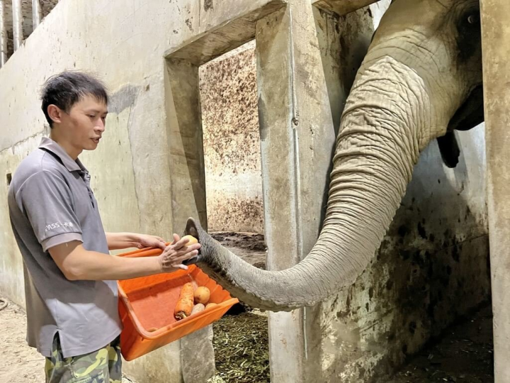 高雄壽山動物園非洲象「阿里」與保育員林裕強互動親密，阿里只要聽到保育員的腳步聲，就會主動親近討玩，讓保育員無法專心擔任鏟屎官。（壽山動物園提供）