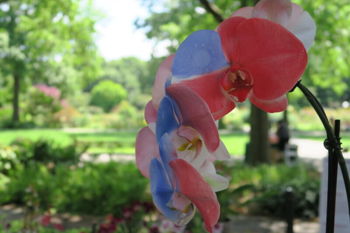 紐約皇后區植物園「台灣：蘭花世界」特展邁入第9屆，首見呈現以奈米噴染技術，將青天白日滿地紅噴在蝴蝶蘭上的國旗蘭花。