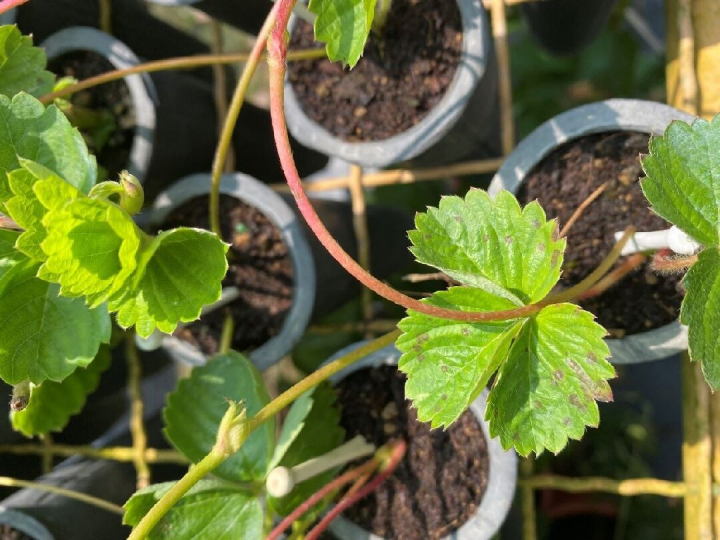 草莓炭疽病菌感染之葉部病徵。