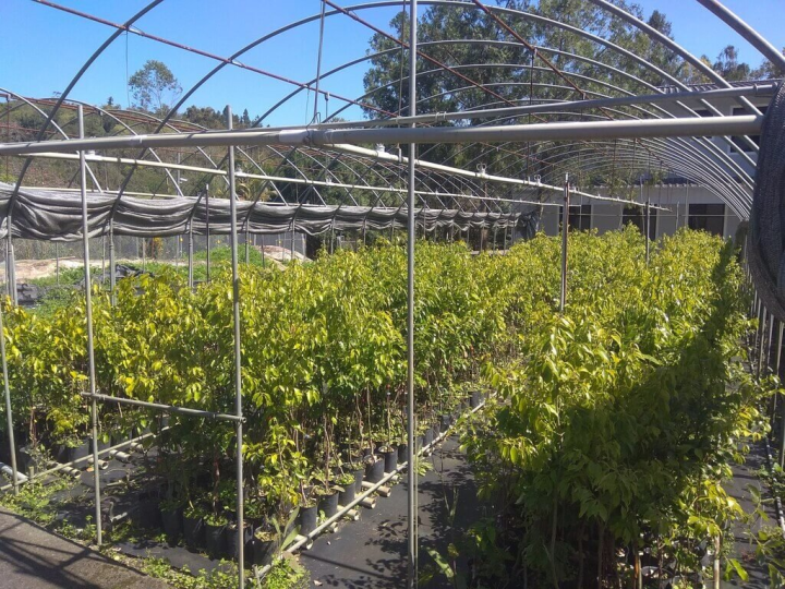 農委會林業試驗所表示，1978年跟台大合作發現伽羅木醇型土肉桂含有伽羅木醇而且有薰衣草香，並是台灣特有種，花30多年終於育成「台伽1號」，動物試驗可舒緩情緒，有望技轉量產。（林試所提供）